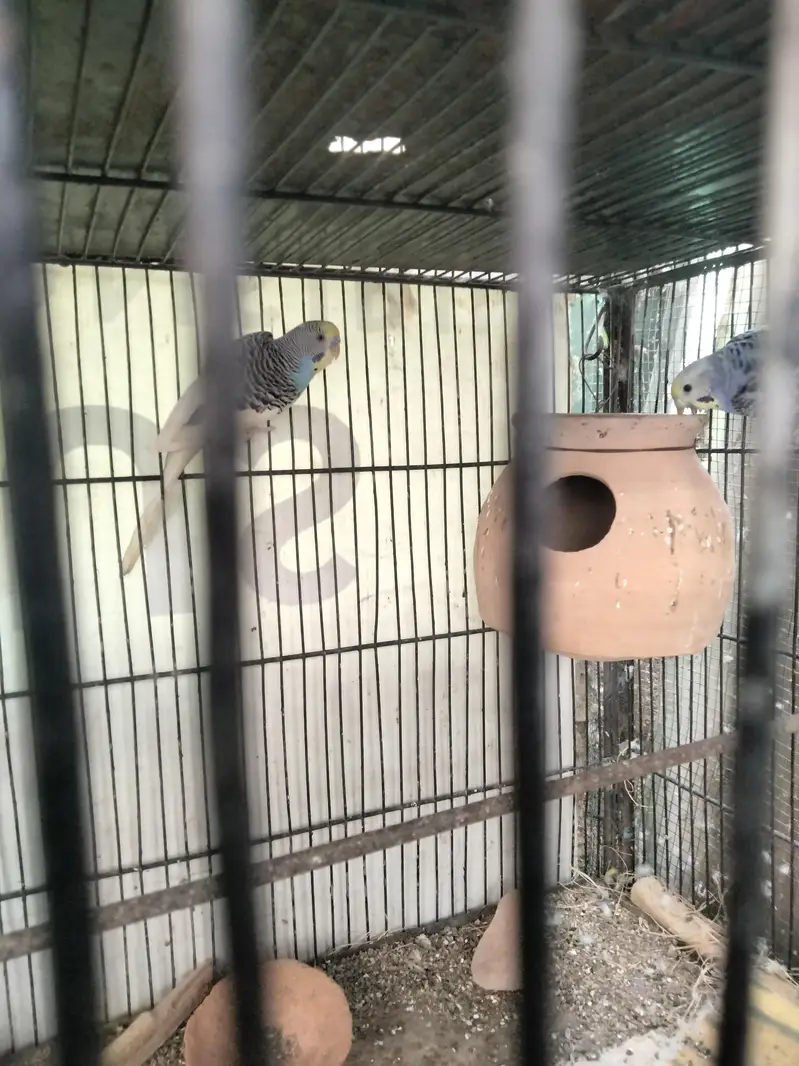 Budgie pair and cage available in reasonable price — photo 8