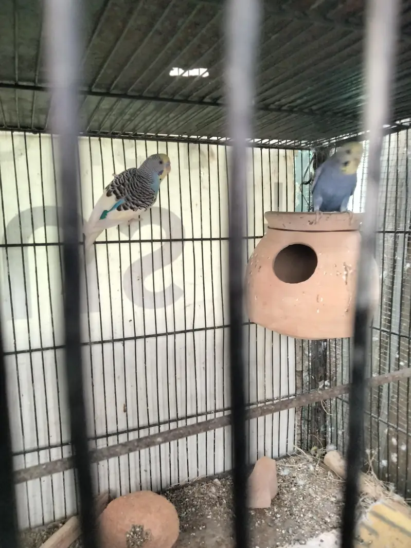 Budgie pair and cage available in reasonable price — photo 9