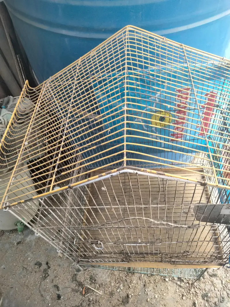 Budgie pair and cage available in reasonable price — photo 10