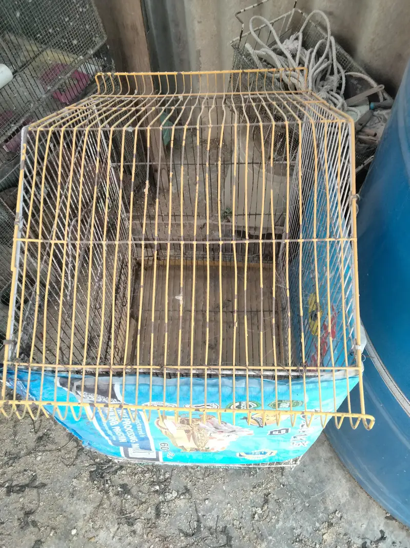 Budgie pair and cage available in reasonable price — photo 11