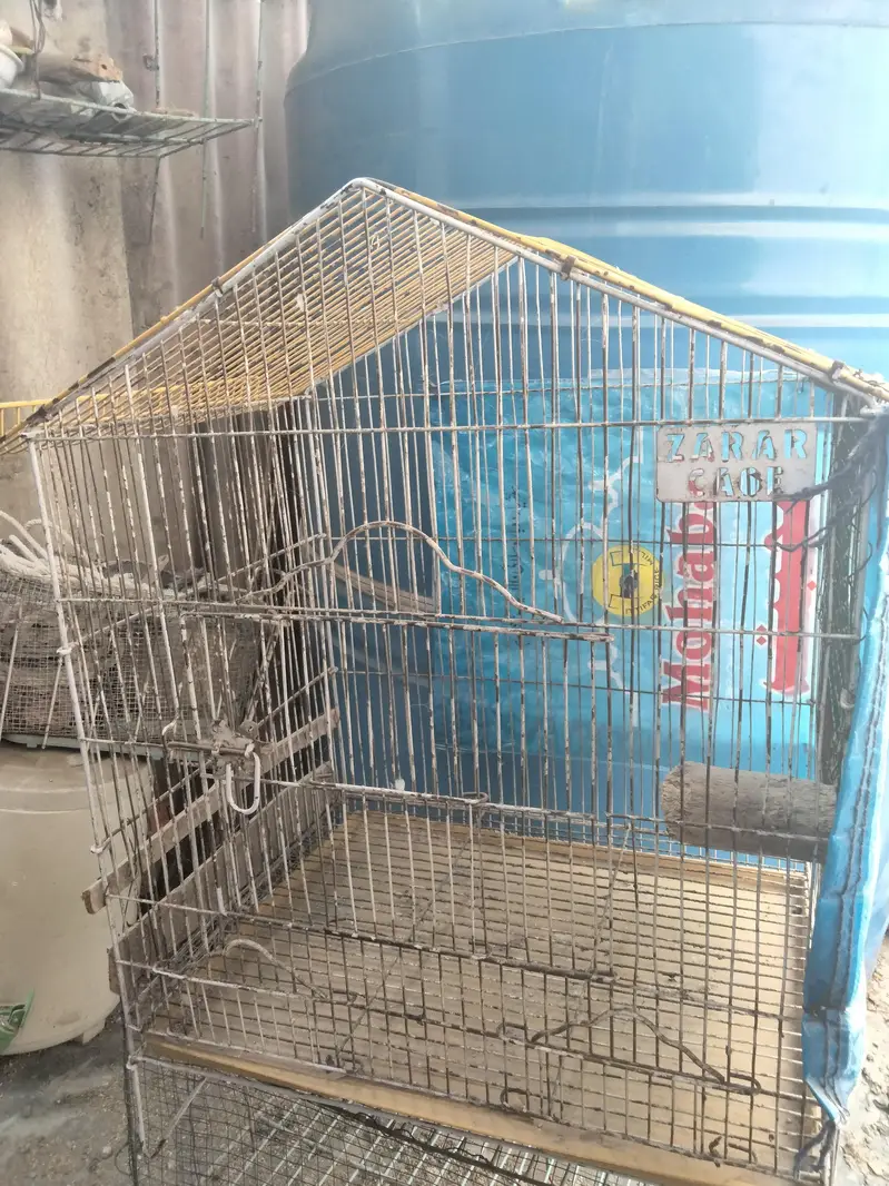 Budgie pair and cage available in reasonable price — photo 12