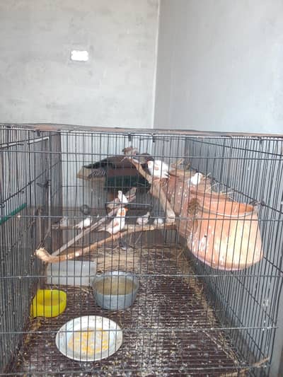 finches birds all active breeder pairs