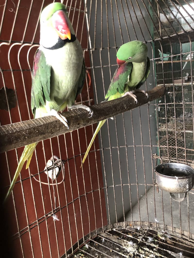 Raw parrot 0