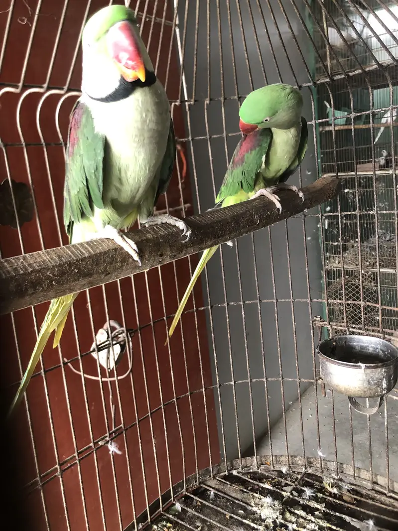 Raw parrot