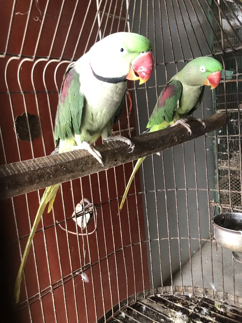 Raw parrot — photo 2