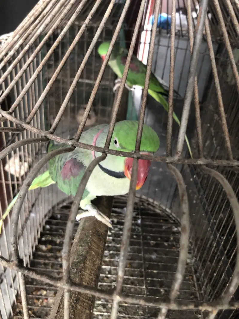 Raw parrot — photo 3