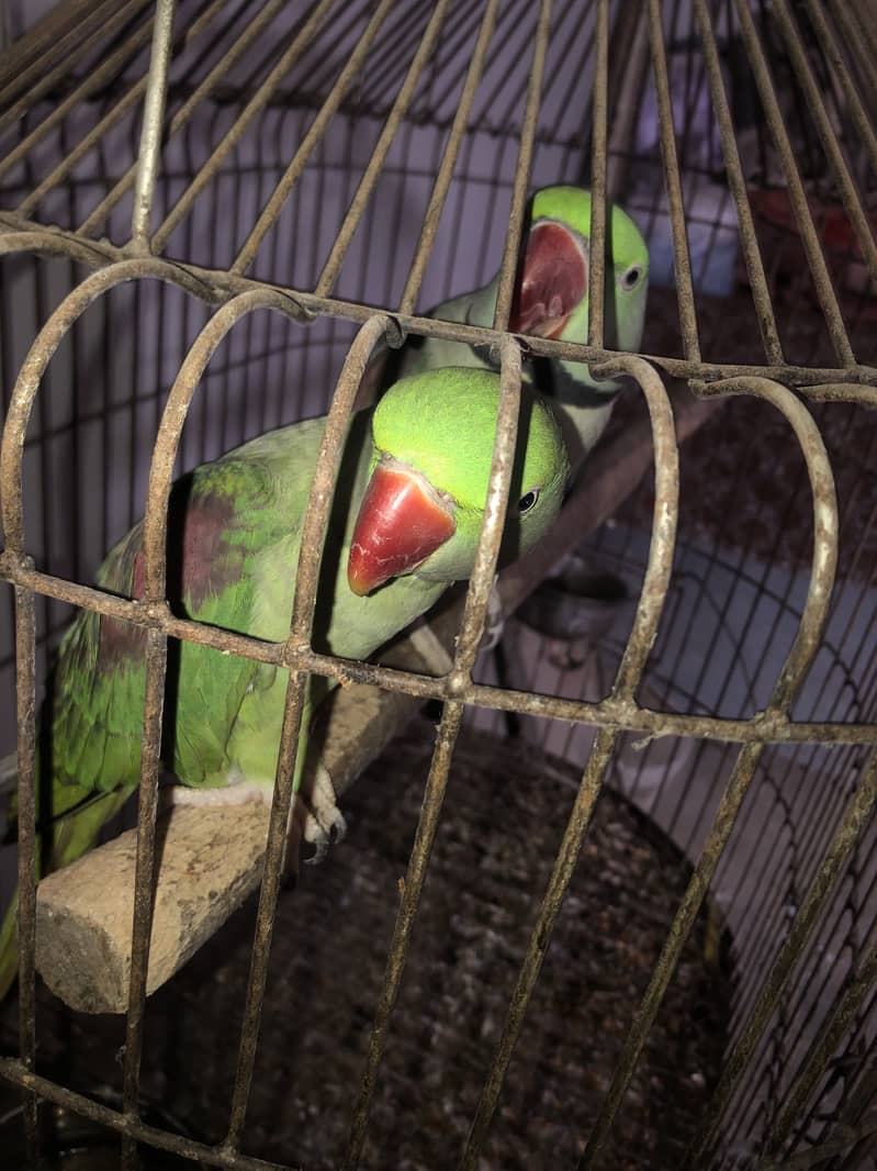Raw parrot 3