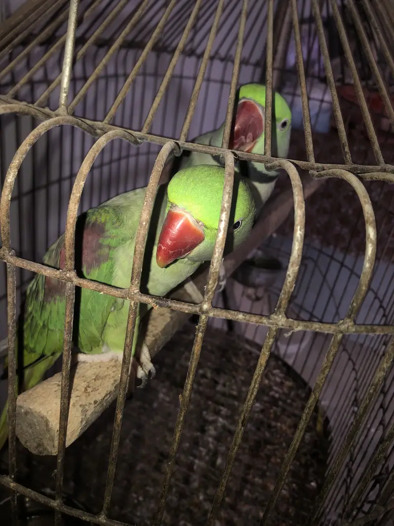Raw parrot — photo 4
