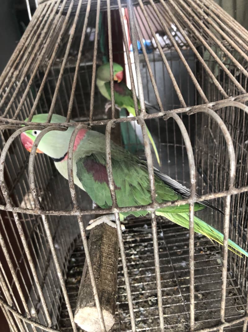 Raw parrot 4