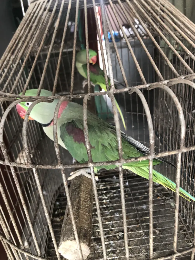 Raw parrot — photo 5