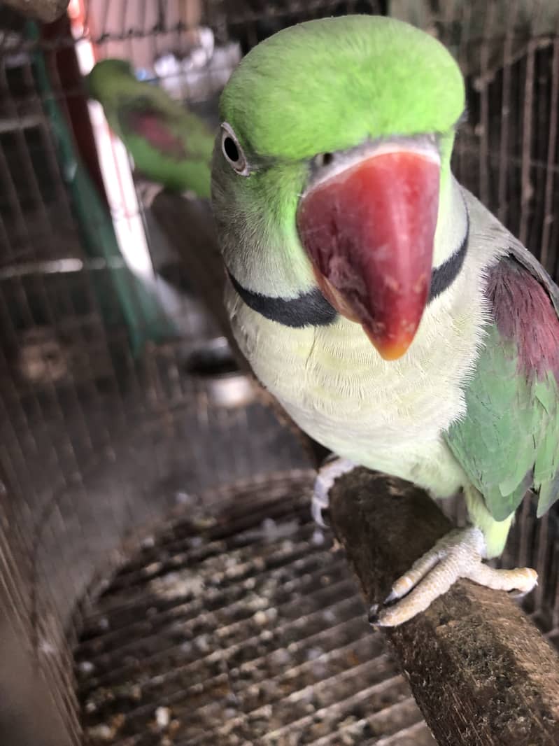 Raw parrot 5