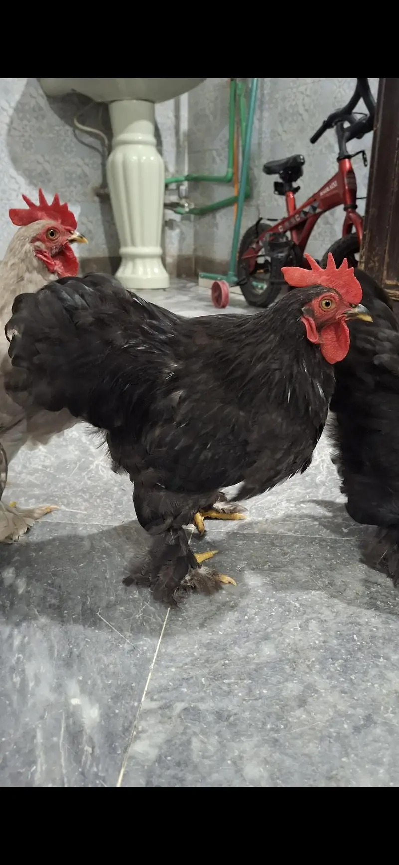 Healthy and active bentum pairs — photo 6