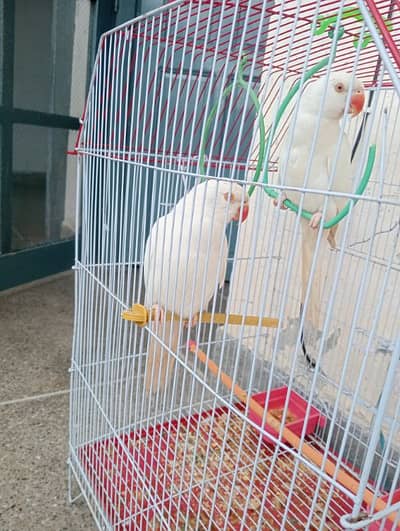 white ring neck