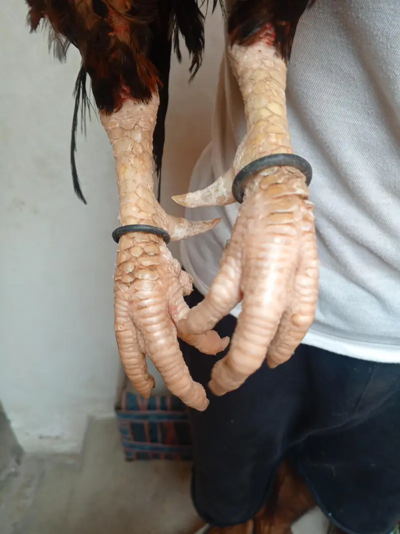Aseel lakha — photo 4