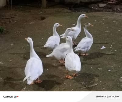 Ducks