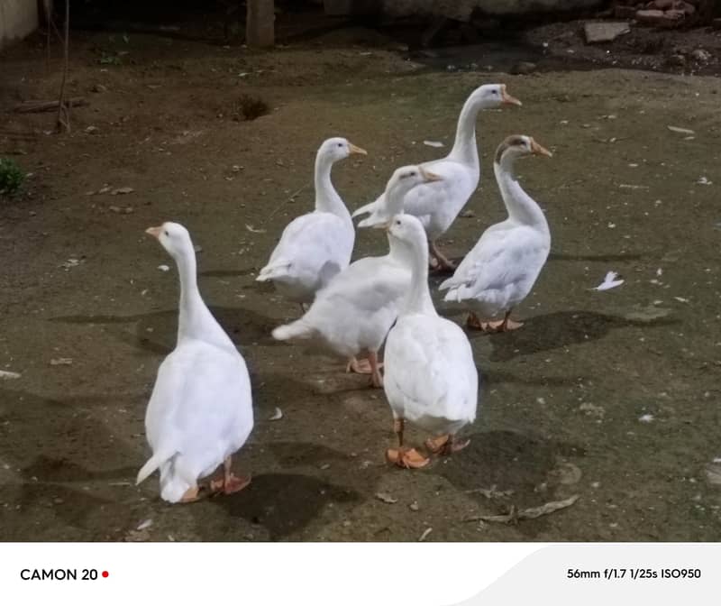 Healthy Backyard Duks for Sale 0