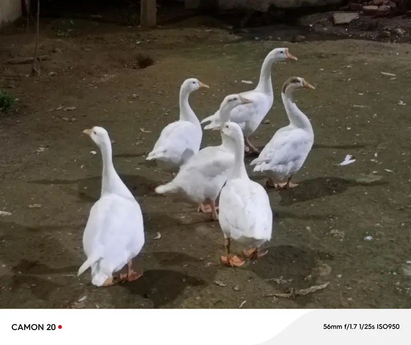 Ducks