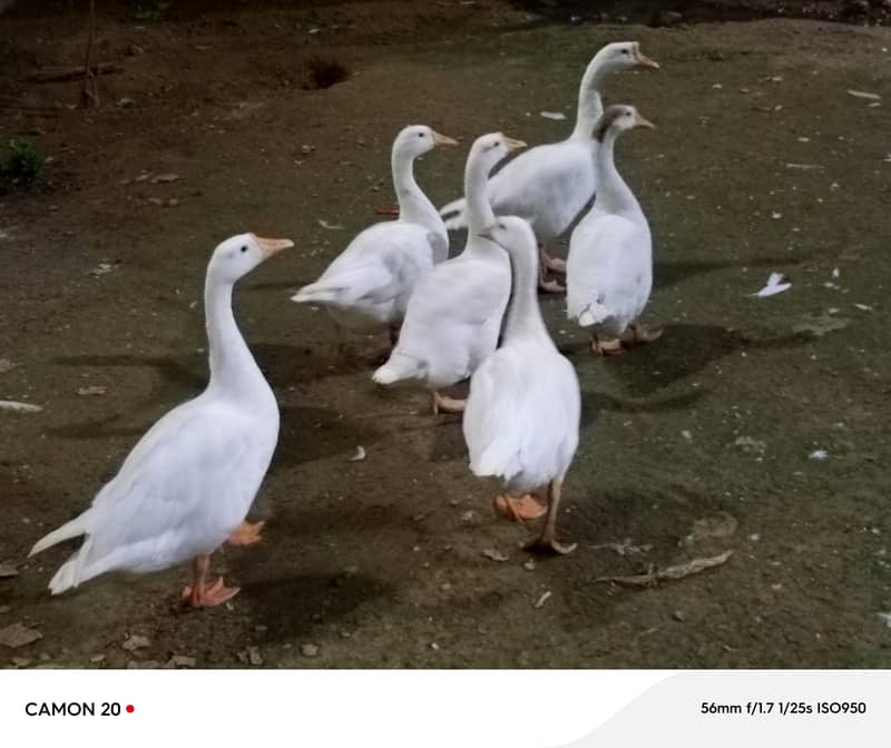 Healthy Backyard Duks for Sale 1