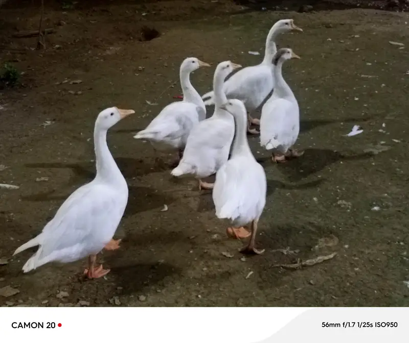 Ducks — photo 2
