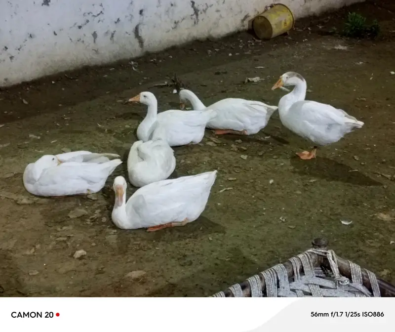 Ducks — photo 3
