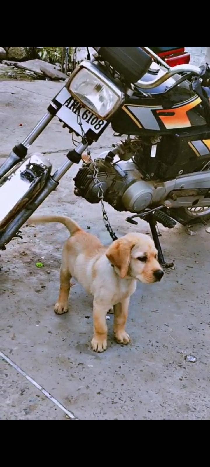 Simba king 0