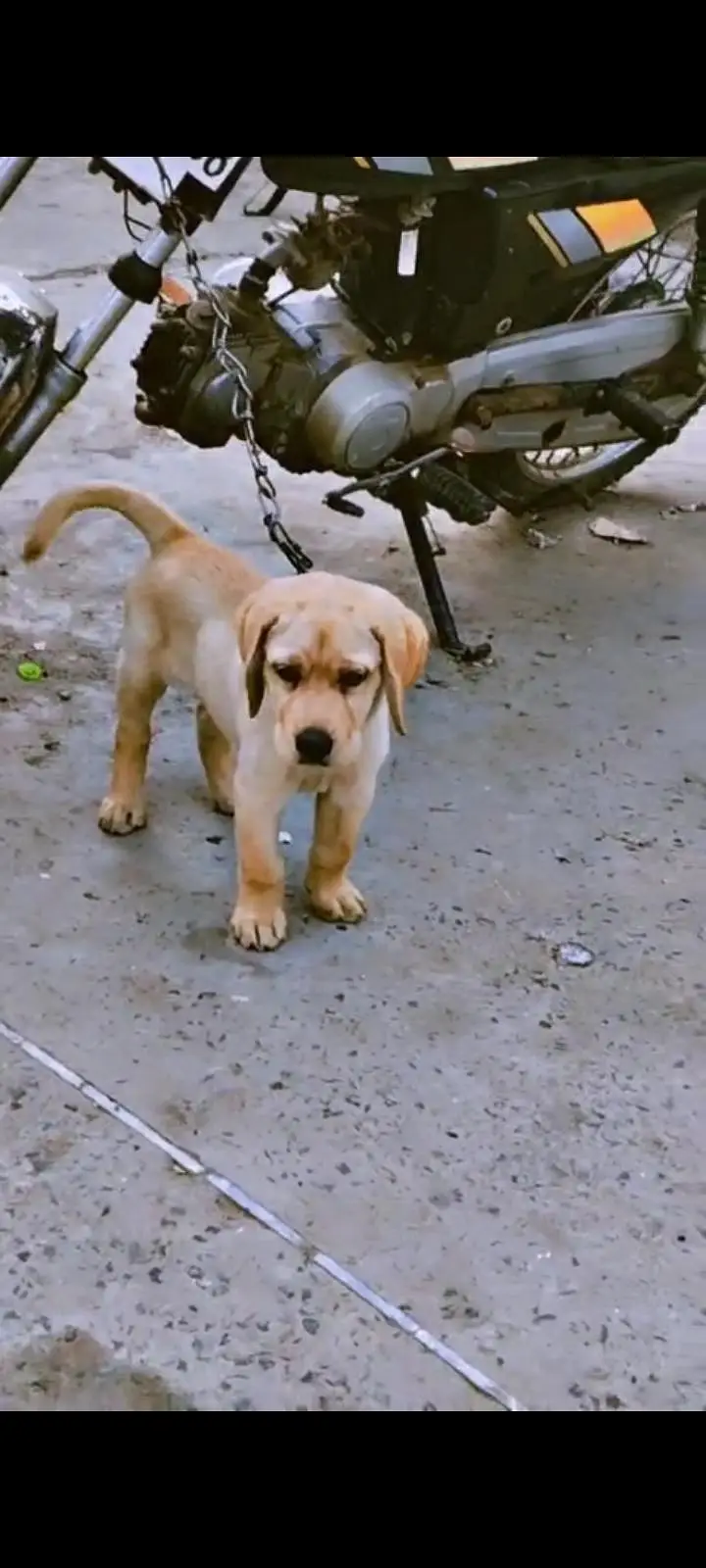 Simba king — photo 2