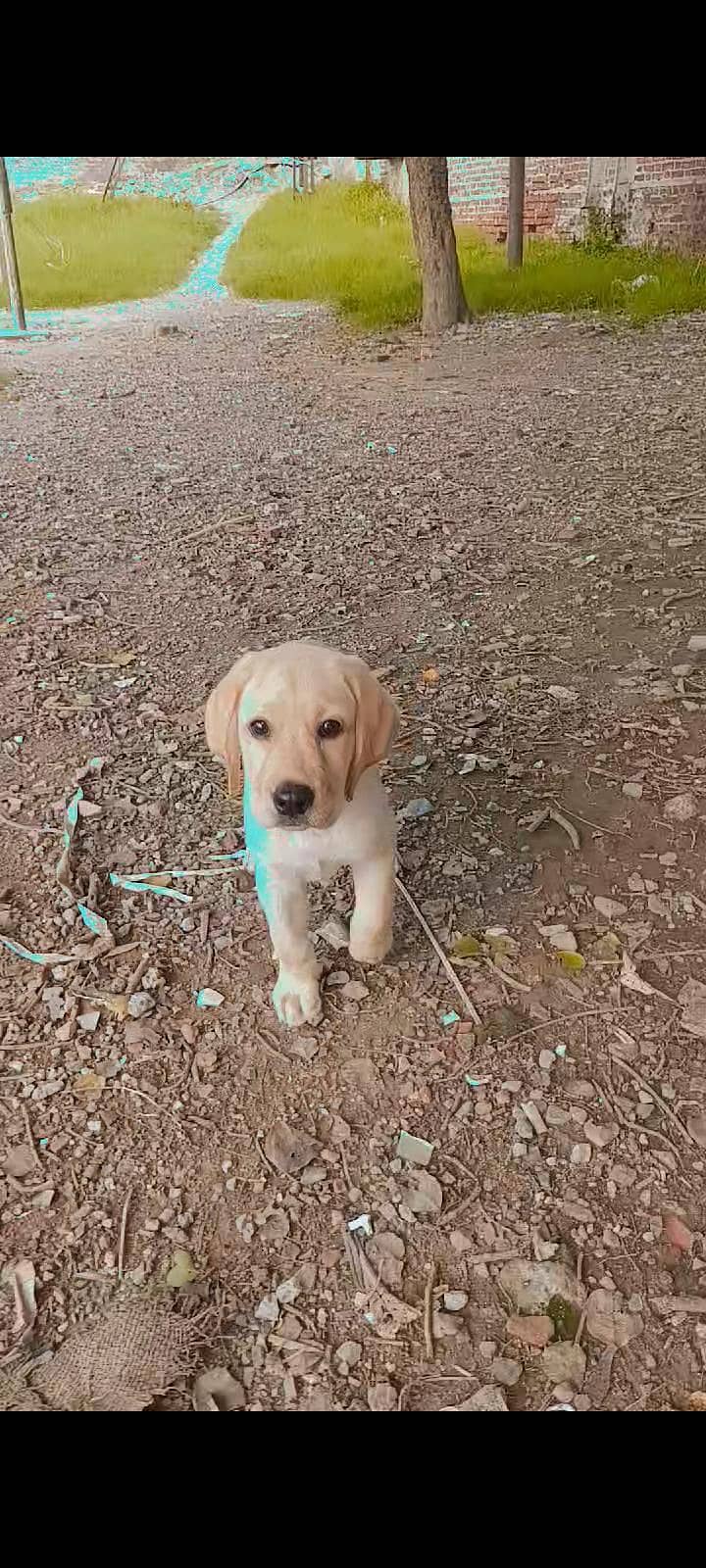 Simba king 2