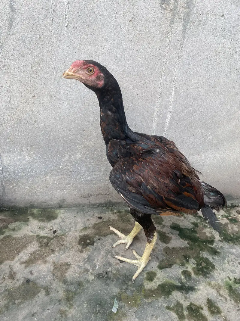 Lakha aseel Healthy and full active patha
