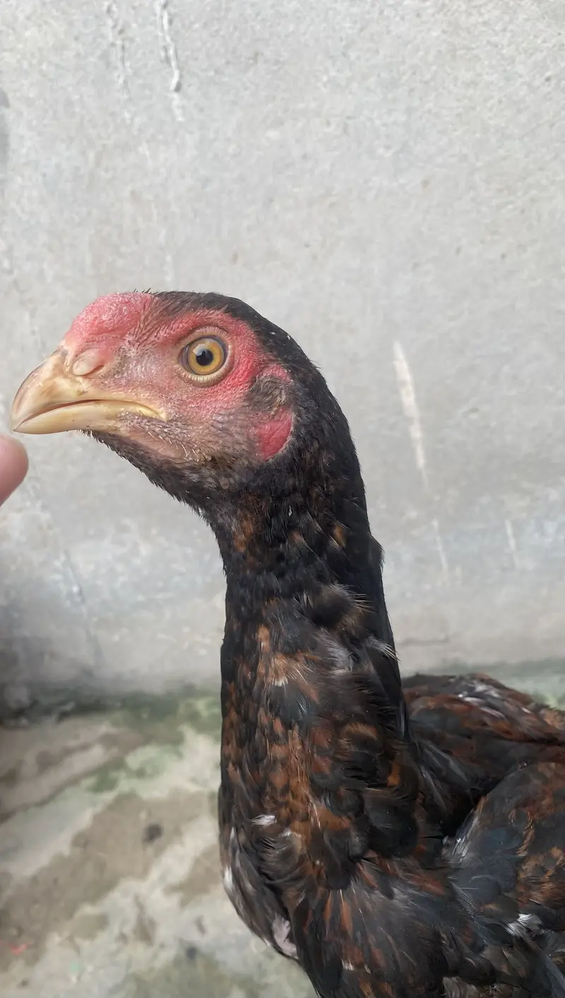 Lakha aseel Healthy and full active patha — photo 2