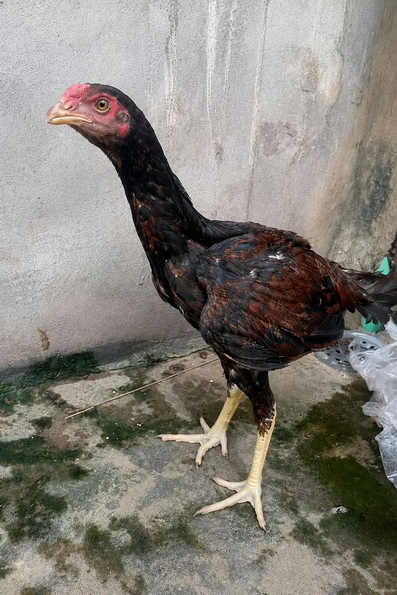 Lakha aseel Healthy and full active patha — photo 3