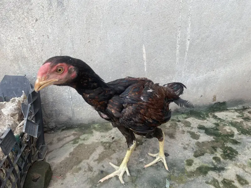 Lakha aseel Healthy and full active patha — photo 4