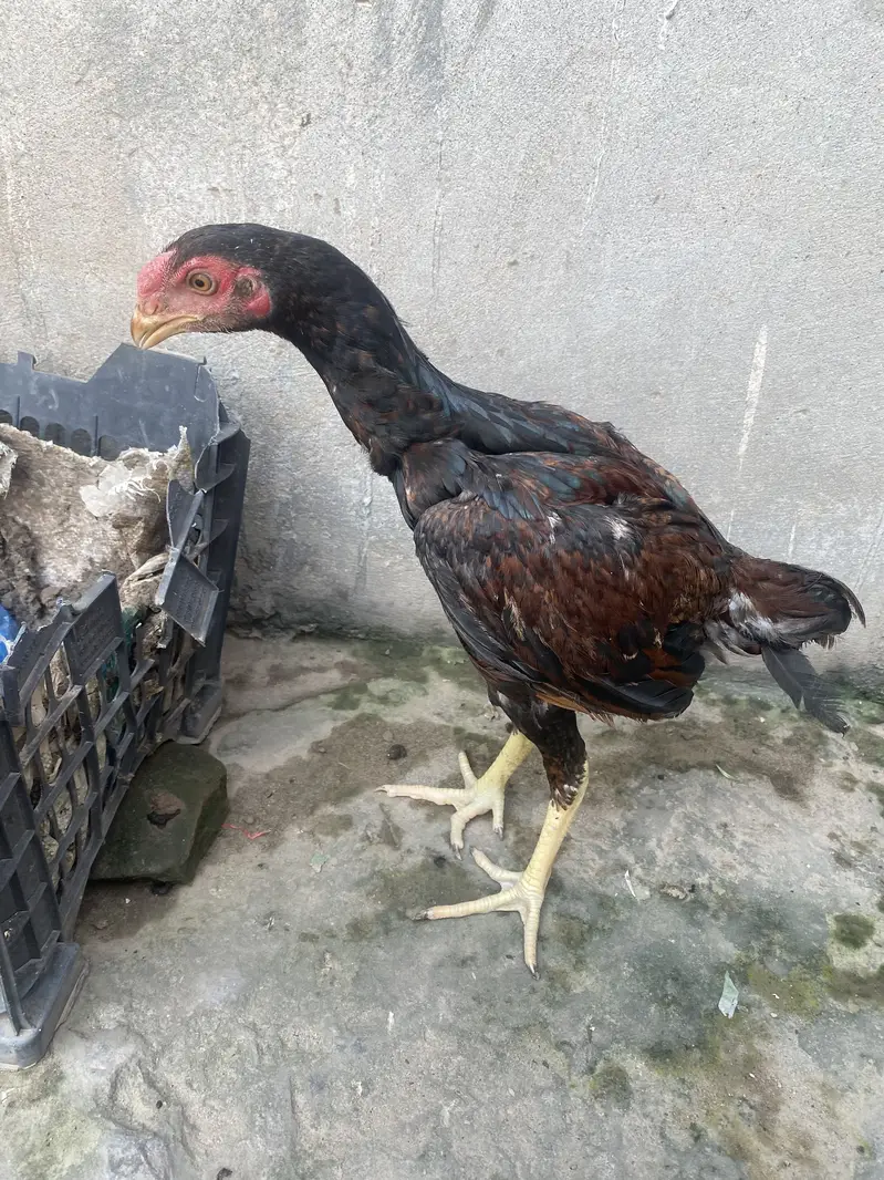 Lakha aseel Healthy and full active patha — photo 5