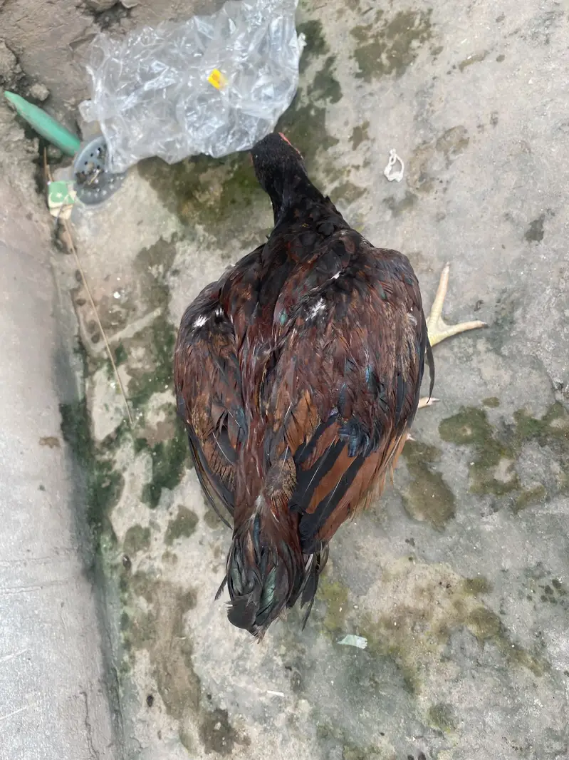 Lakha aseel Healthy and full active patha — photo 6