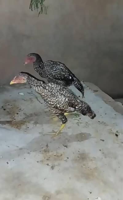 pure Aseel breed blood line