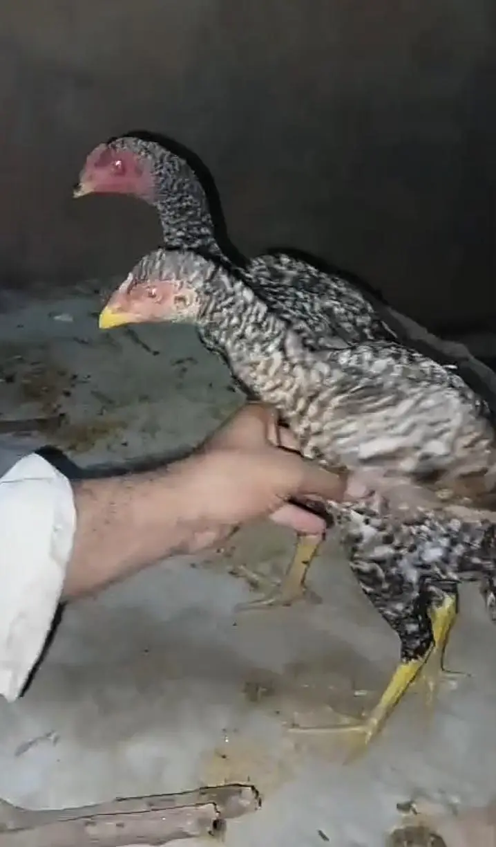 pure Aseel breed blood line — photo 6