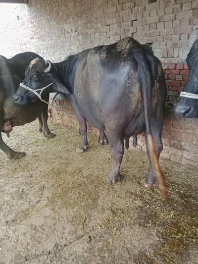 Buffalo/Cow/Maj/Bhains/