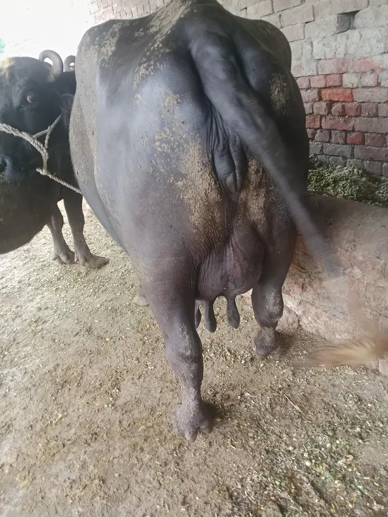 Buffalo/Cow/Maj/Bhains/ — photo 2