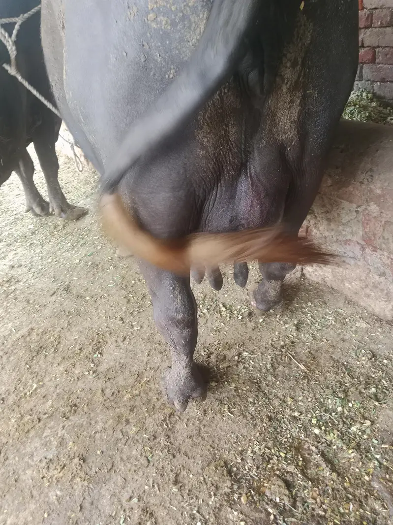 Buffalo/Cow/Maj/Bhains/ — photo 3