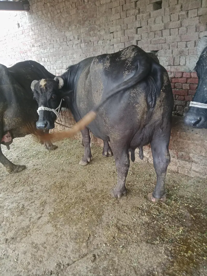Buffalo/Cow/Maj/Bhains/ — photo 5