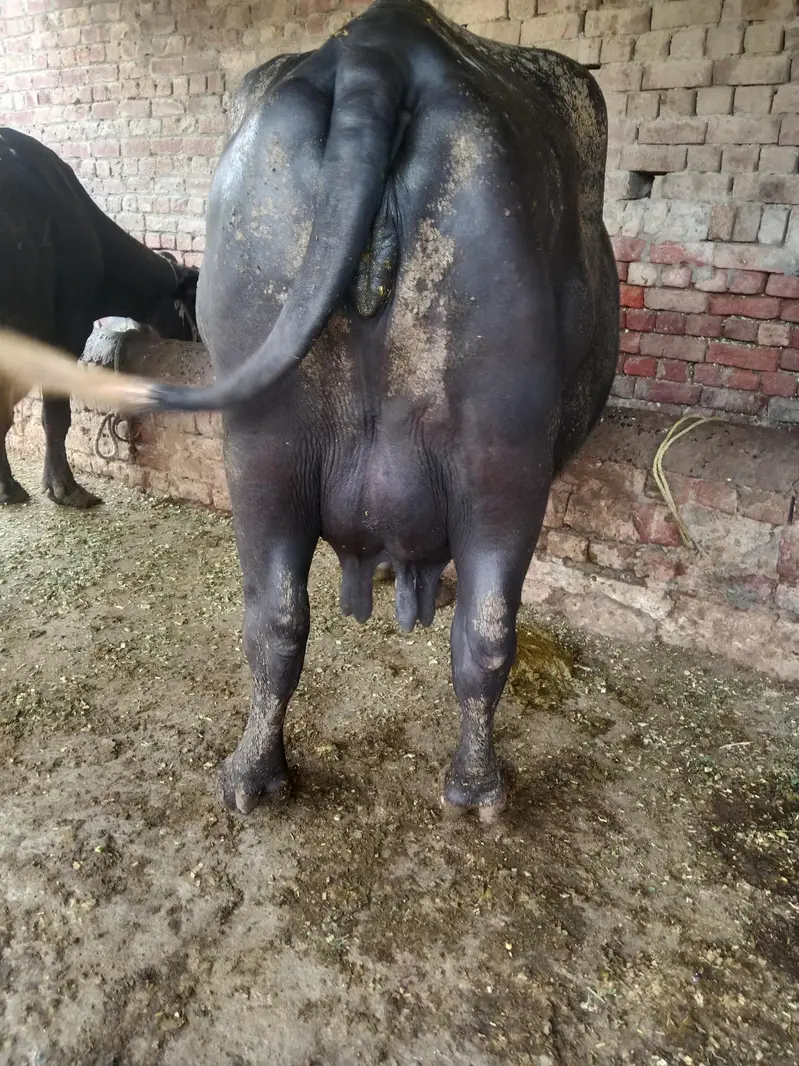 Buffalo/Cow/Maj/Bhains/ — photo 6