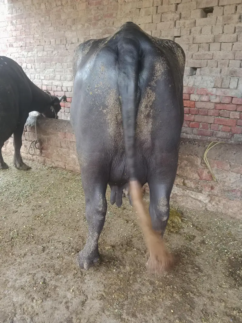 Buffalo/Cow/Maj/Bhains/ — photo 7