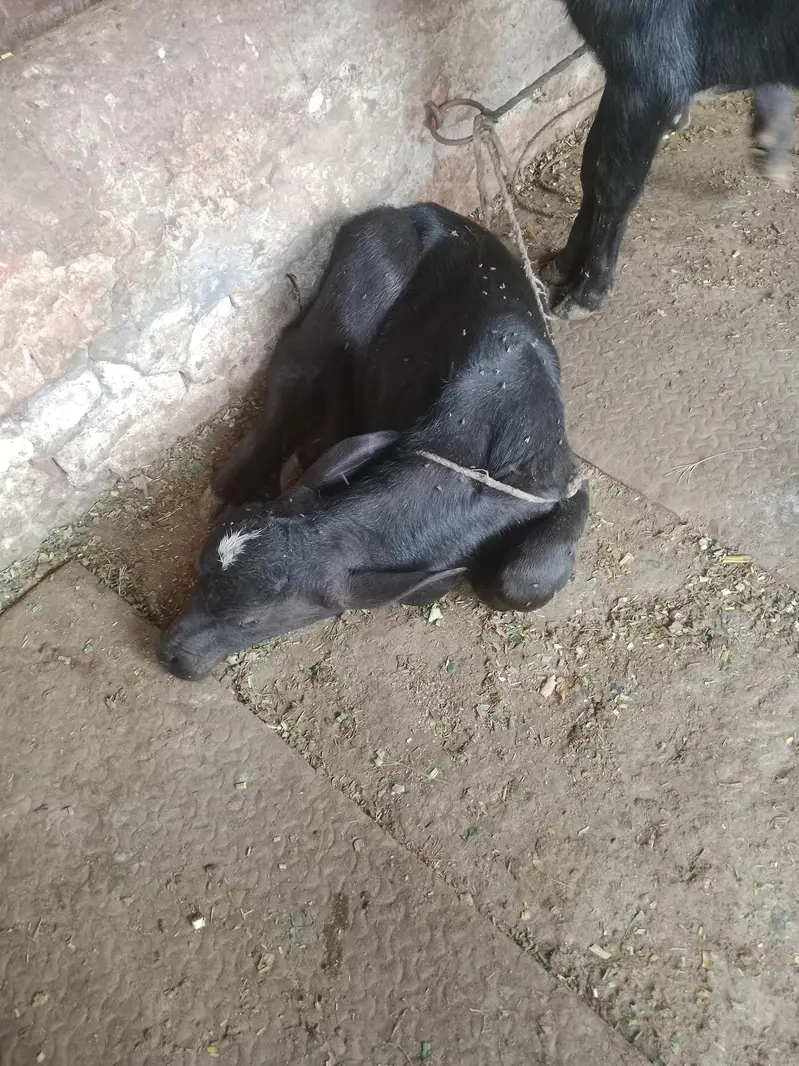 Buffalo/Cow/Maj/Bhains/ — photo 8