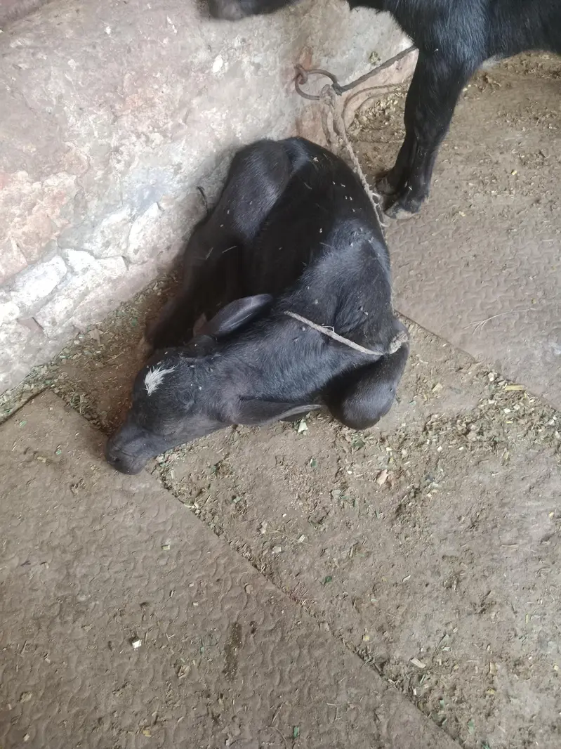Buffalo/Cow/Maj/Bhains/ — photo 9