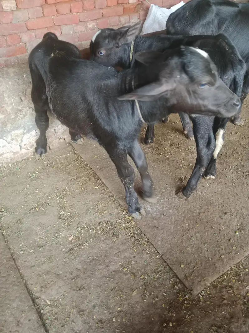Buffalo/Cow/Maj/Bhains/ — photo 10