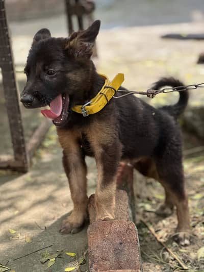 German shepherd cross puppy
