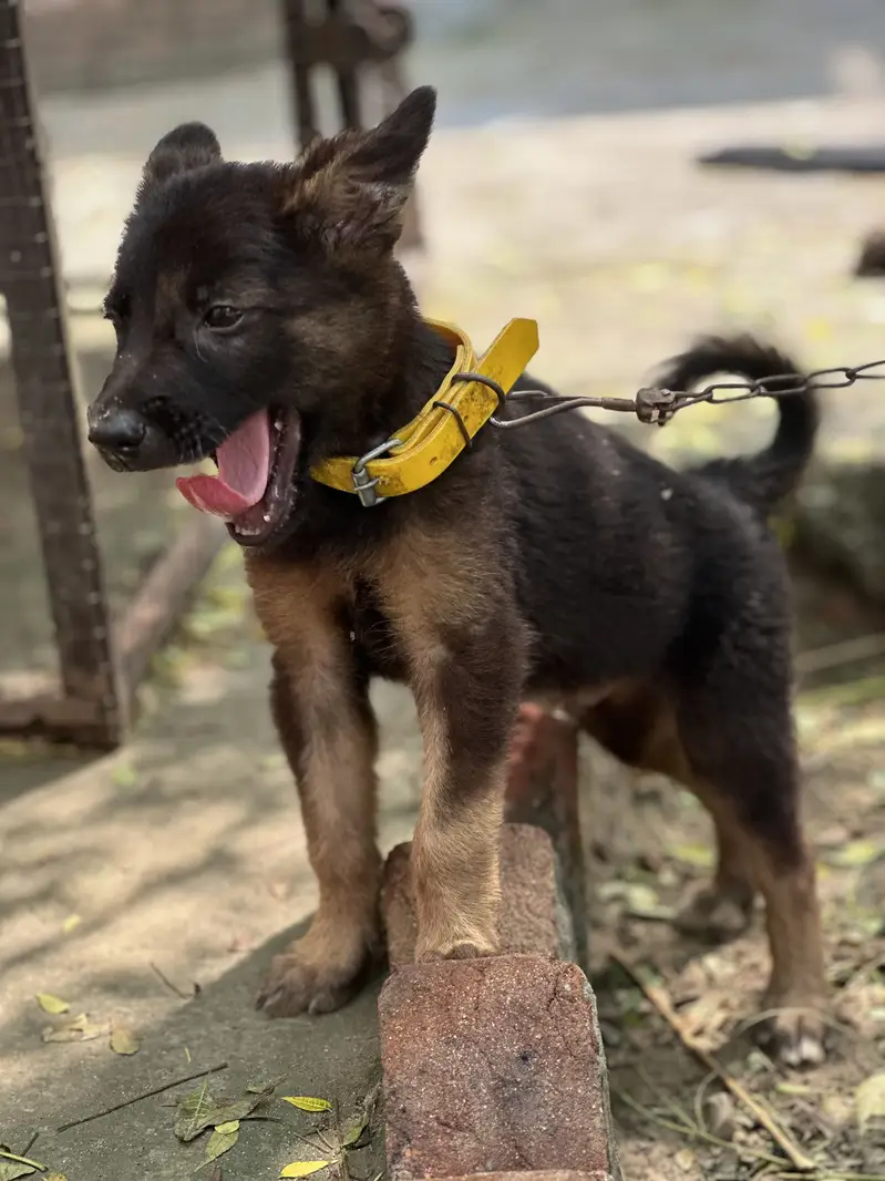 German shepherd cross puppy