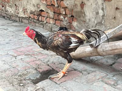 quality Aseel patha contact. 03104831418