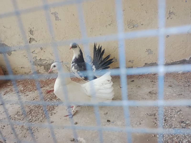 breeder pair 03296254002 0