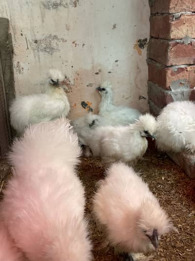 White Silky Silkie Chicks