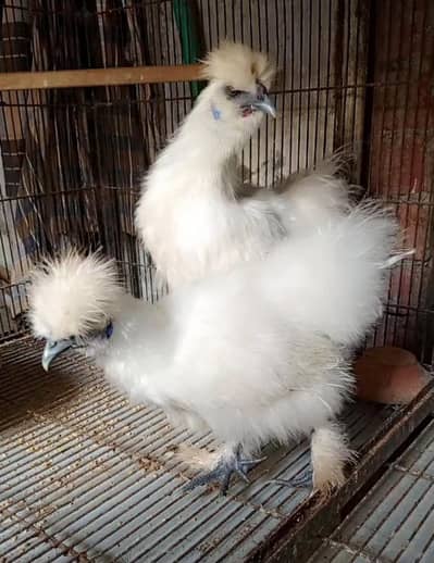Silkie Pair 0324 4333108